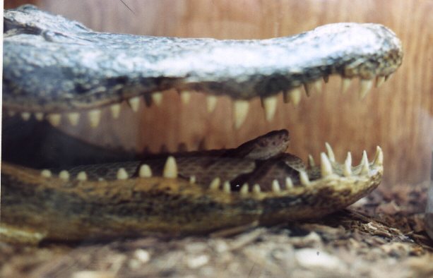 Copper in aligator 1.jpg [43 Kb]